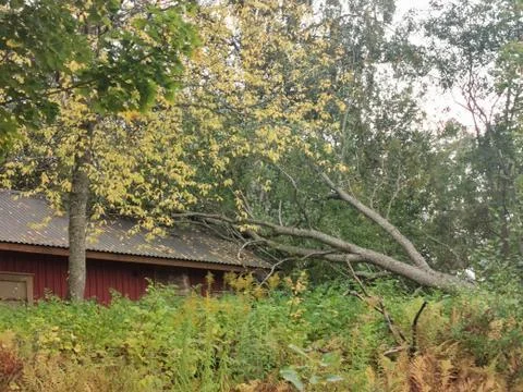 Autumn storm fallen tree Stock Photos
