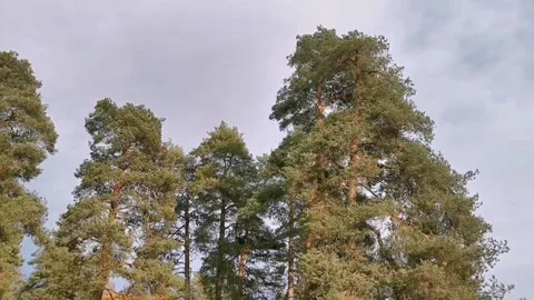 Autumn storm Stock-Footage 142864879