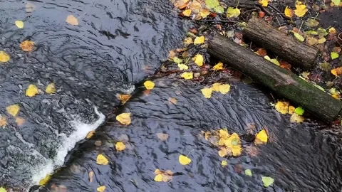 Autumn stream flowing with fallen yellow leaves, dark water and two wooden logs Stockbeeldmateriaal 325697349