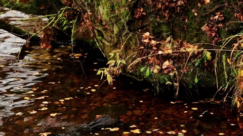 Autumn stream flowing forest, surface covered fallen yellow leaves, water Stock Footage 327187884
