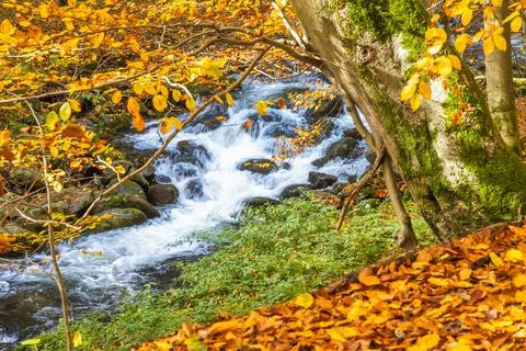 Autumn stream flowing through a forest with fallen golden leaves and lush g.. Stock Photos