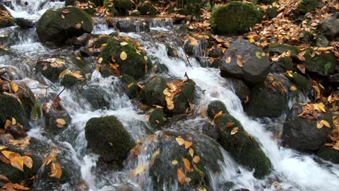 Autumn stream flowing through mossy rocks with dried leaves on wet stones in 스톡 동영상 333787799
