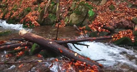 Autumn stream flows around a log and mossy rocks Stock Footage 318791902