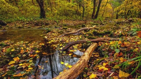 Autumn stream flows through golden forest with fallen leaves covering wet rocks Stock Footage 345484025