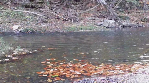 Autumn Stream Stock Footage 43315069