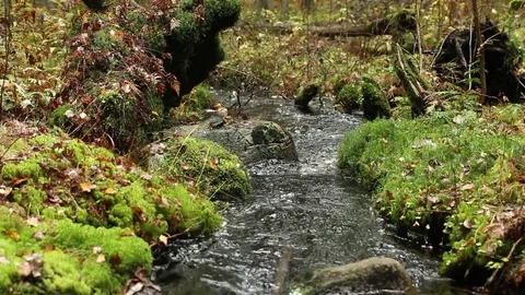 Autumn stream Stock Footage 84992091