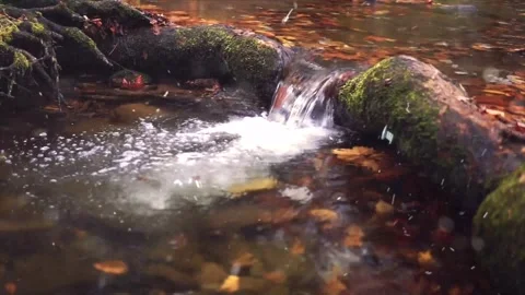Autumn  Stream in Forest Transitioning to Winter Snowfall Stock-Footage 330281304