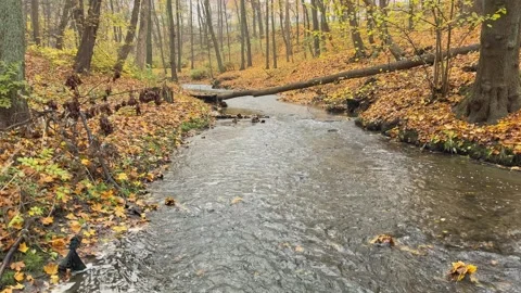 Autumn Stream Moving Through Forest, Concept of Momentum and Progress 스톡 동영상 341864040