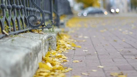 Autumn on the street Stock Footage 83955587