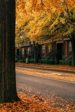 Autumn streetscape symbolizing harmony between urban living and nature Foto stock