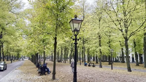 Autumn stroll through a leafy park in the city at midday 库存影片 341293264