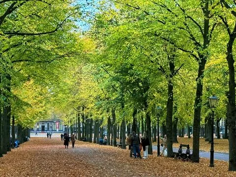 Autumn stroll through the tree lined streets of Den Haag Stock Photos