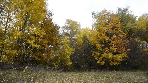Autumn strong wind and falling trees foliage. Stock Footage 85472623