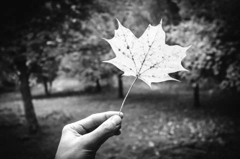 Autumn structure maple leaf Stock Photos