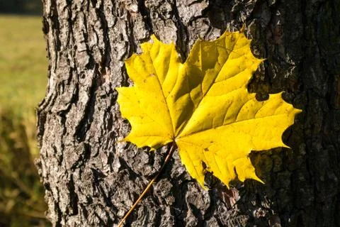 Autumn structure Stock Photos