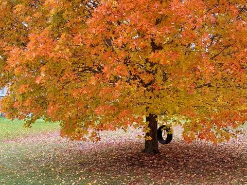 Autumn Sugar Maple Stock Photos