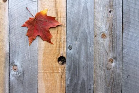 Autumn Sugar Maple Tree Leaf on Wood Background Stock Photos