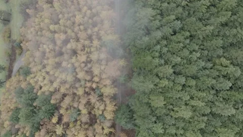 Autumn Summer tree split aerial top misty morning cloud drone UK WAL DJI 0693 A Stock Footage 140291418
