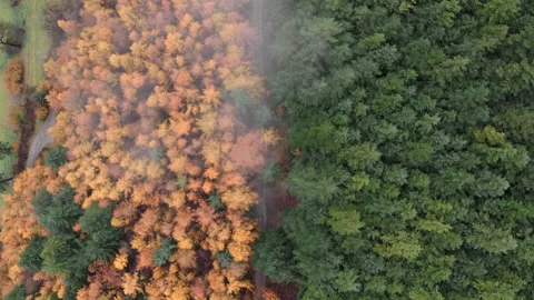 Autumn Summer tree split aerial top misty morning cloud drone UK WAL 0693 A GR Video stock 143305799