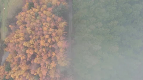 Autumn Summer tree split aerial top misty morning cloud drone UK WAL 0693 B GR Stock Footage 143305934