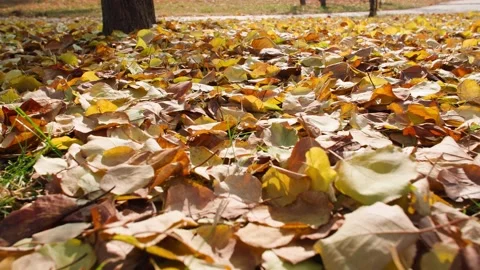 Autumn sun and leaf walking Stock Footage 228708497