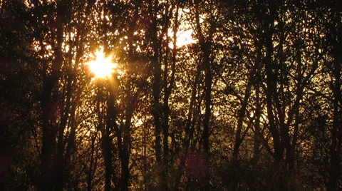 Autumn sun Video stock 31745913