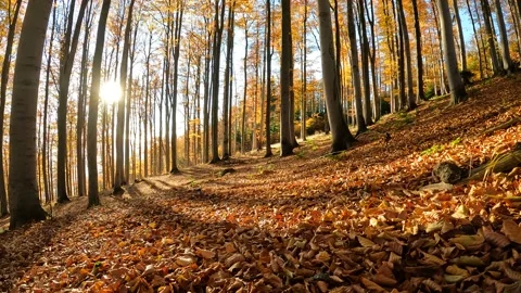 Autumn sun Stock Footage 164137537