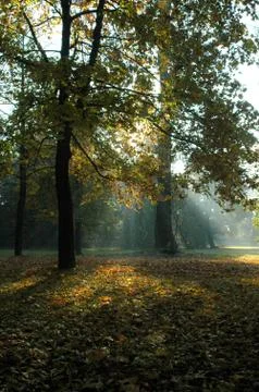Autumn sun Stock Photos