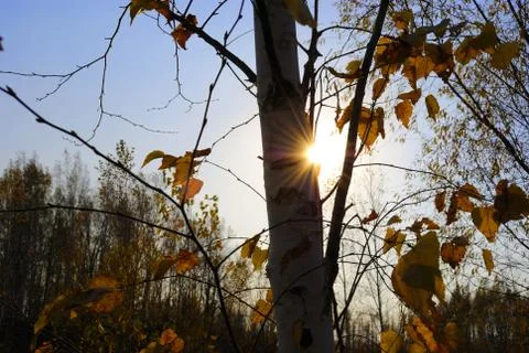 Autumn sun Stock Photos