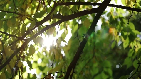 Autumn. The sun shines through the branches of the trees. Stock Footage 102396831