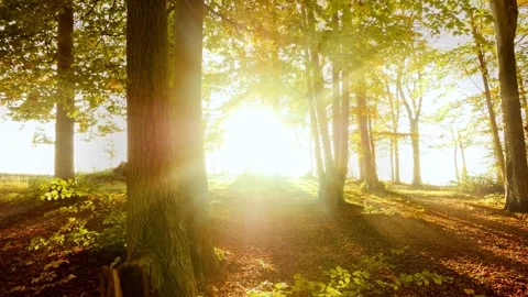 Autumn sun through forest trees. Stock Footage 306285818