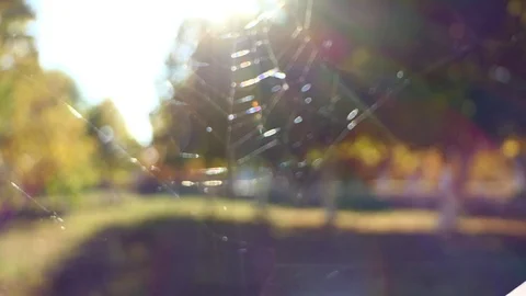 Autumn sun in a web Video stock 86630727