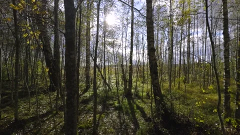 Autumn Sunlight Filtering Through Birch Trees in a Quiet Forest Stock Footage 287490908