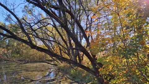 Autumn sunlight filtering through tree branches in a forest by the lake Stock Footage 319763032
