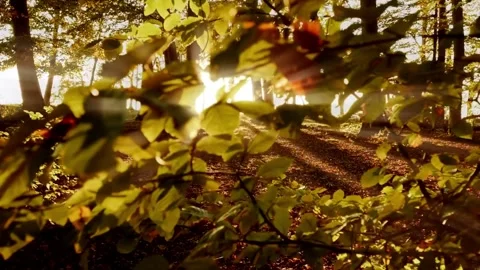 Autumn Sunlight Forest Scene. Stock Footage 306653048