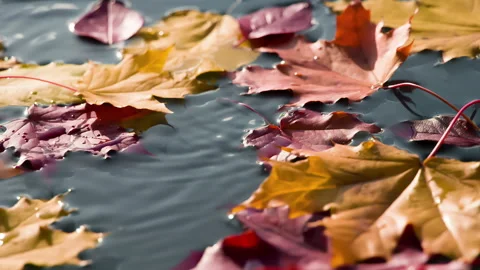 Autumn Sunny Leaf Fall 4K TZ Stock Footage 283769976