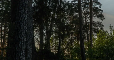 Autumn sunrise in a pine forest, time lapse hyperlapse, 4k video Stock Footage 140016558