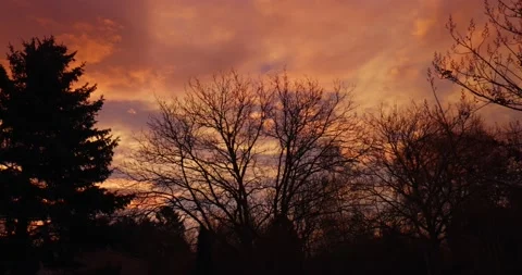 Autumn sunrise with trees and cloudy sky Stock Footage