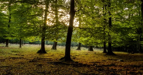 Autumn sunset in beech forest. Time lapse. Stock Footage 133241754
