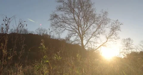 Autumn Sunset with Distant Trees and Near field Brush, Slider motion left 库存影片 66906601