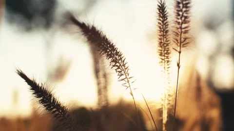 The autumn sunset, dusk, and the wind blows the grass Stock Footage 329342007