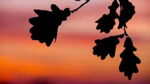 Autumn Sunset Stock Footage 32358500