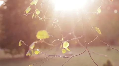 Autumn sunset leaves Stock Footage 58899538