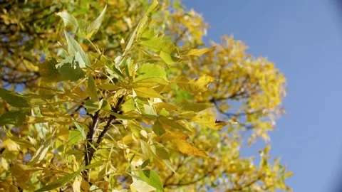 Autumn sunset leaves Video stock 219267833