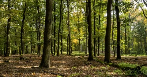 Autumn sunset in oak forest. Time lapse. Видео 125428295