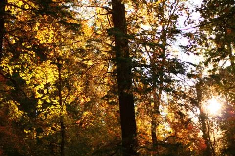 Autumn sunset 库存照片