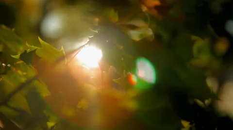 Autumn sunset through the leafs Stock Footage 41436804