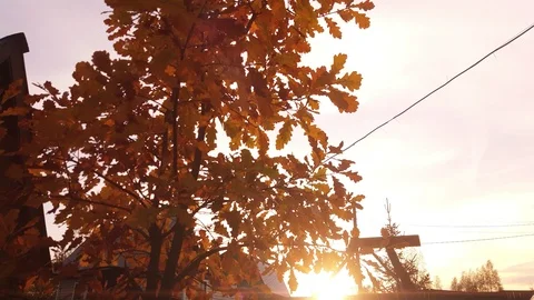 Autumn sunset through oak's leaf foliage Stock Footage 96307385