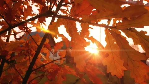 Autumn sunset through oak's leaf foliage Stock Footage 96307558