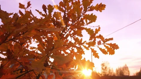 Autumn sunset through oak's leaf foliage Stock Footage 96307687